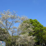 千葉県立　青葉の森公園　ハナミズキと八重桜