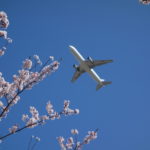 満開の桜と飛行機の共演　成田市さくらの山公園